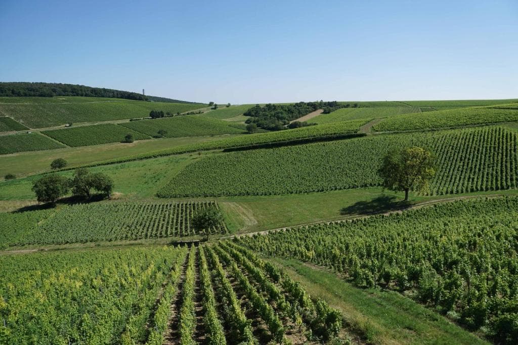 Sentier de randonnée à travers les vignes de Sancerre, coteaux et vallons